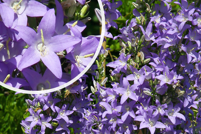 Klokje - Campanula pyramidalis