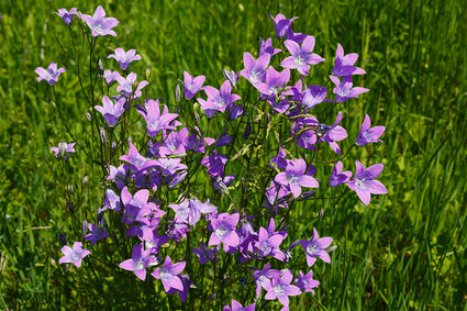 Rapunzelklokje - Campanula rapunculus - Inheemse plant