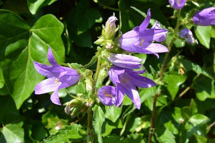 Paarse bloemen Ruig klokje - Campanula trachelium