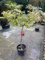 Trompetbloem, klein boompje op stam