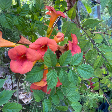 Trompetbloem Campsis x tagliabuana 'Mme Galen'