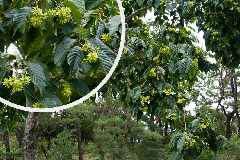 Levensboom - Camptotheca acuminata