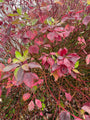 Canadese Kornoelje in de herfst