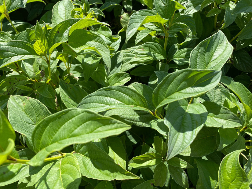 Blad Canadese kornoelje - Cornus stolonifera 'Flaviramea'