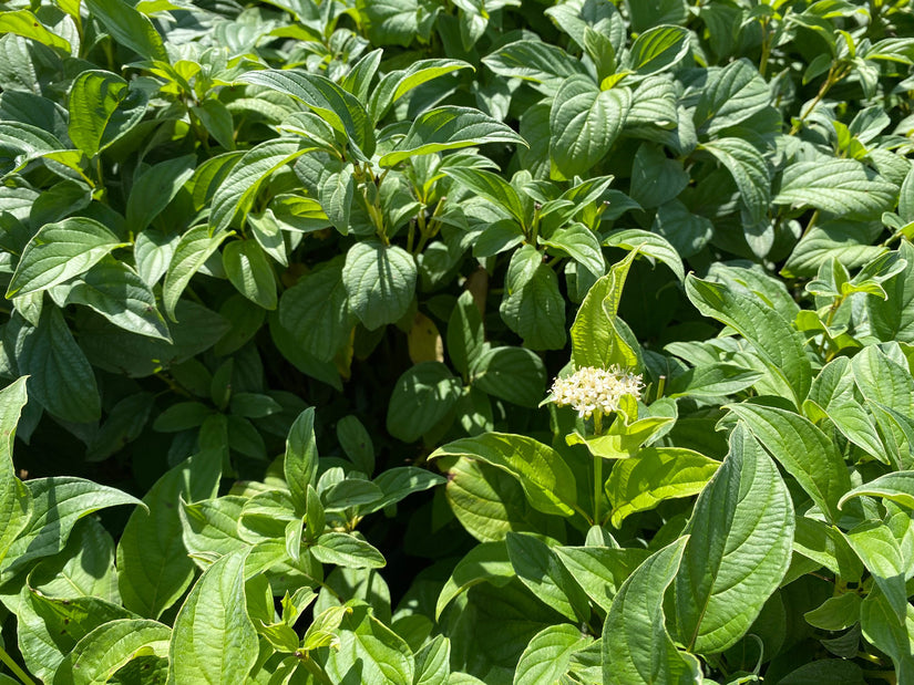 Bloei Canadese kornoelje - Cornus stolonifera 'Flaviramea'