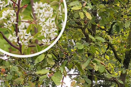 Canadese krentenboom - Amelanchier canadensis