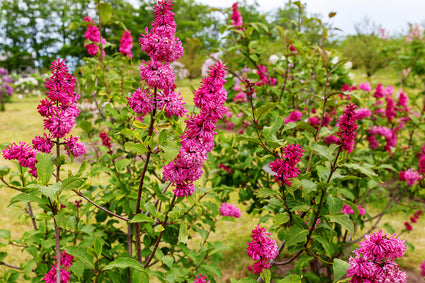 Canadese sering - Syringa 'Miss Canada'