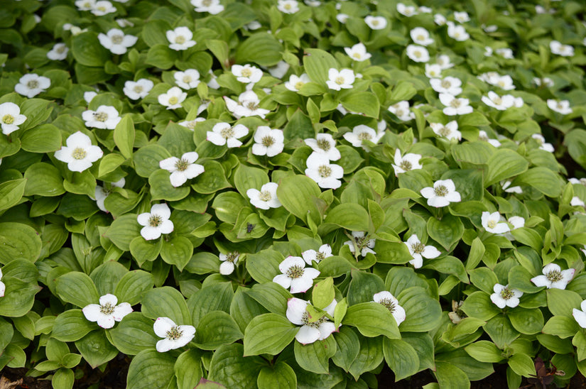 Canadese Kornoelje of Kruipende Kornoelje - Cornus canadensis