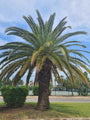 Canarische dadelpalm - Phoenix canariensis palmboomsoort