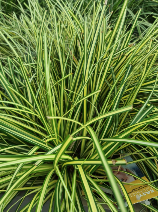 Zegge - Carex oshimensis 'Evergold' 