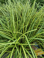 Zegge - Carex morrowii 'Variegata'