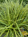 Evergold carex