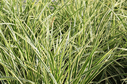 Japanse zegge - Carex morrowii 'Goldband'