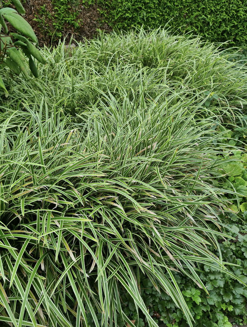 Zegge - Carex morrowii 'Variegata'