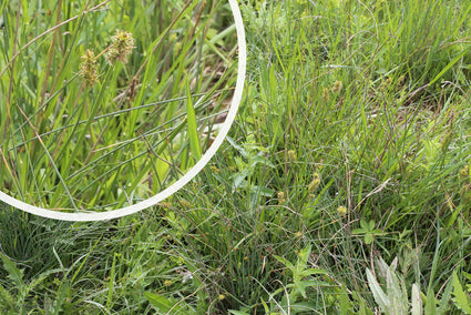 Gewone bermzegge - Carex spicata