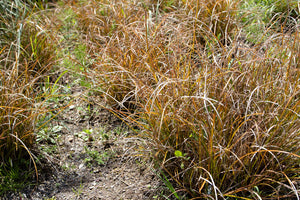 Orangen-Segge - Carex testacea 'Prairie Fire'
