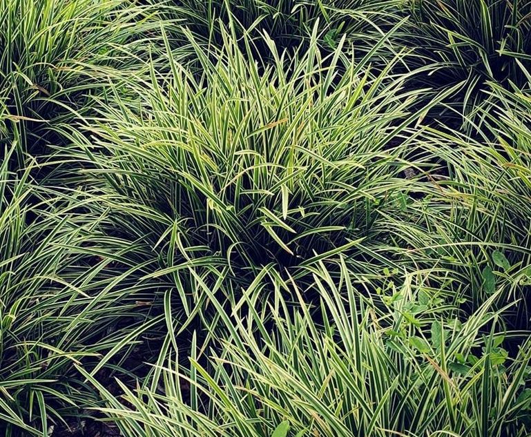 Zegge - Carex morrowii 