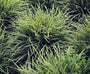 Tuinplanten carex