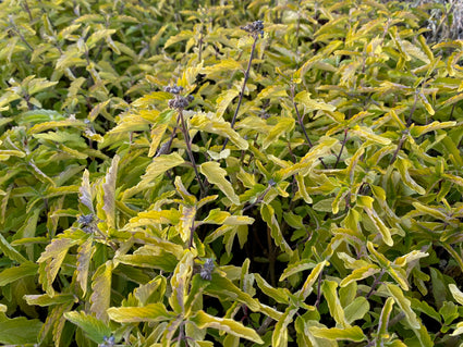 Blauwe spirea, Blauwbaard of Baardbloem 