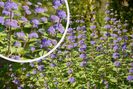 Baardbloem - Caryopteris incana in bloei