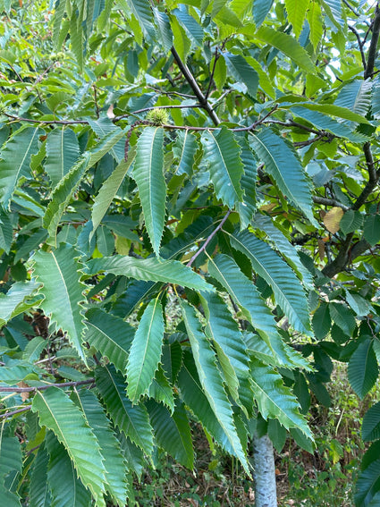 Blad Tamme kastanje - Castanea sativa