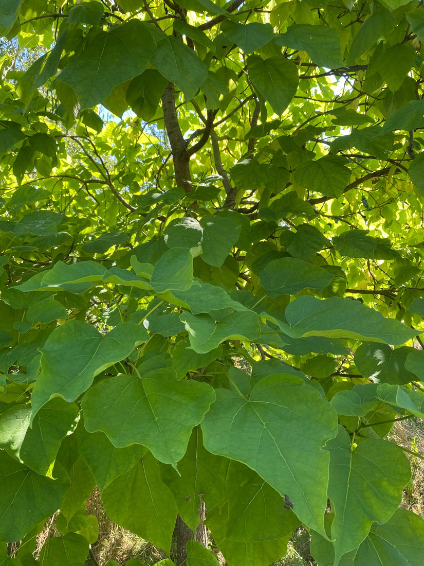 Blad Trompetboom - Catalpa Bignonioides