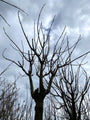 Catalpa Bignonioides winterbeeld