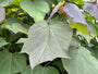 Blad - Trompetboom - Catalpa x erubescens 'Purpurea'