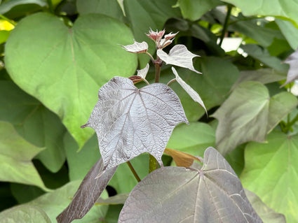 Trompetboom - Catalpa x erubescens 'Purpurea'