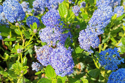 Amerikaanse sering - Ceanothus impressus 'Victoria'