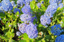 Amerikaanse sering - Ceanothus impressus 'Victoria'