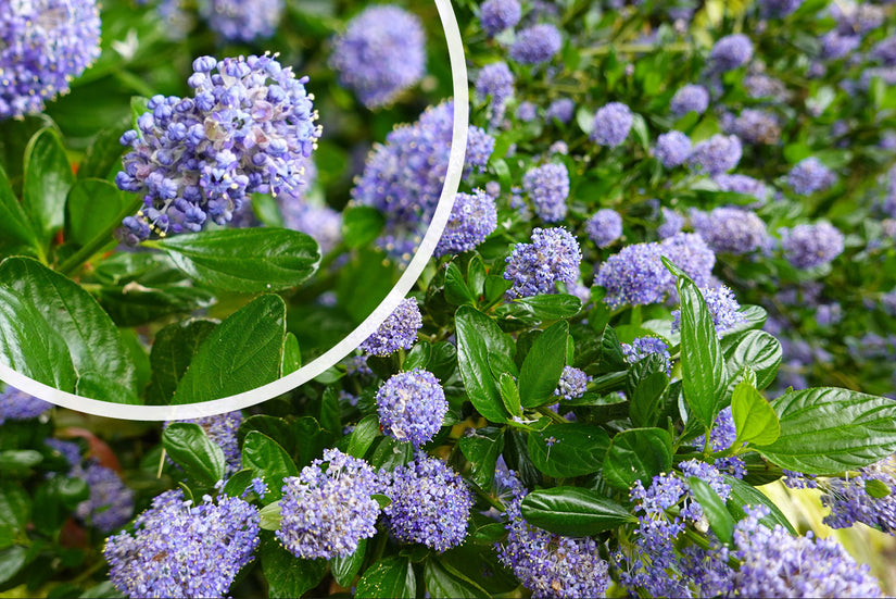 Ceanothus thyrsiflorus var. repens in bloei