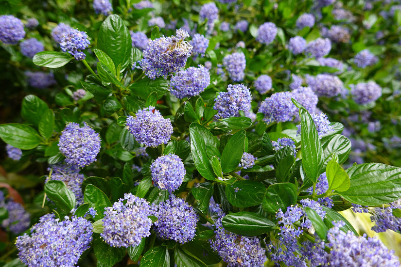 Bloemen Kruipende herfstsering - Ceanothus thyrsiflorus var. repens