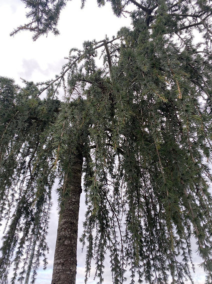 Cedrus libani 'Glauca pendula'