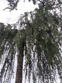 Cedrus libani 'Glauca pendula'