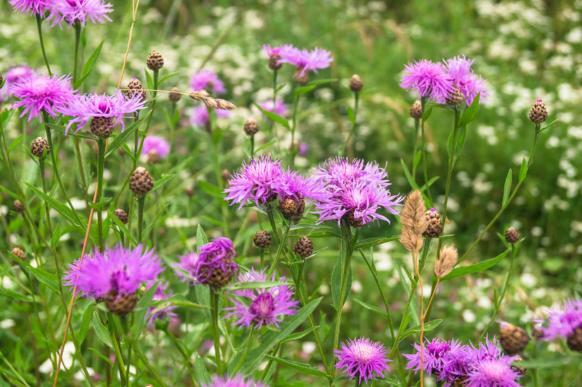 Knoopkruid - Centaurea jacea - Inheemse plant