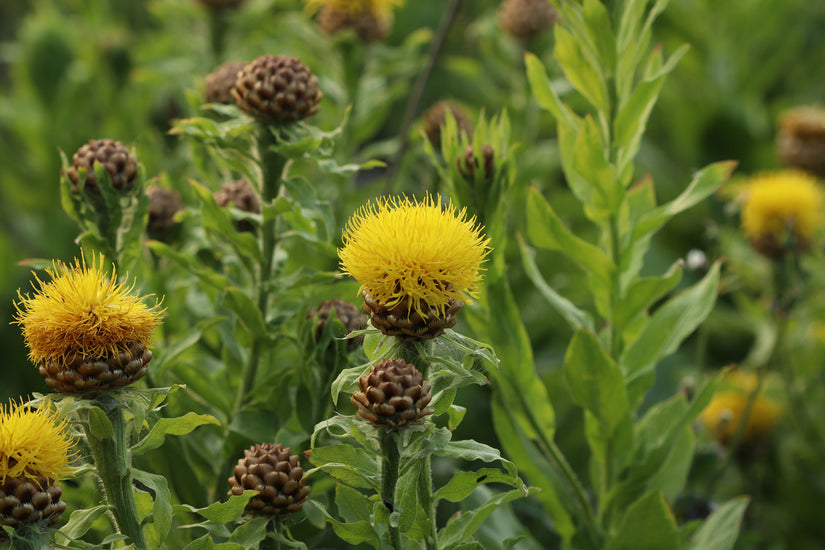 Centaurea-macrocephala.jpeg