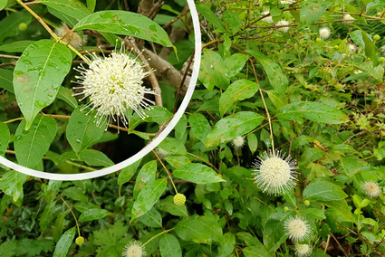 Kogelbloem - Cephalanthus occidentalis