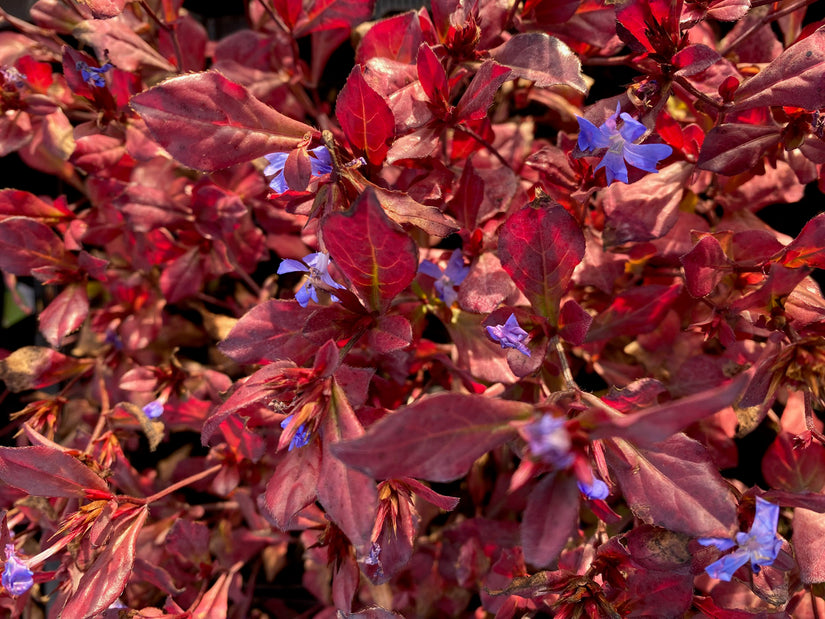 Loodkruid in november - Ceratostigma plumbaginoides