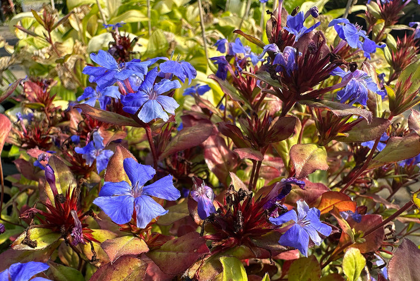 Ceratostigma plumbaginoides - Langbloeiend