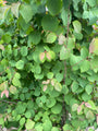 Blad Katsoera - Cercidiphyllum Japonicum