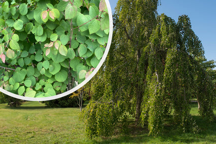 Cercidiphyllum Japonicum 'Pendulum'