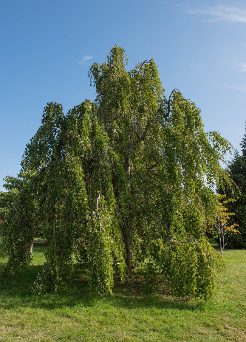 Cercidiphyllum-Japonicum-treur-katsoera.jpg