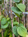 Chinese Judasboom - Cercis Chinensis 'Avondale' (November)