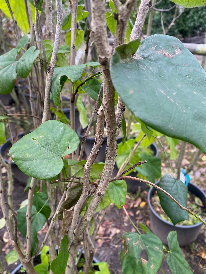 Cercis Chinensis 'Avondale' (foto November)