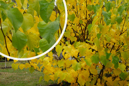 Amerikaanse Judasboom - Cercis canadensis 'Golden Falls'