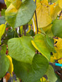 Blad Judasboom - Cercis canadensis 'Lavender Twist'