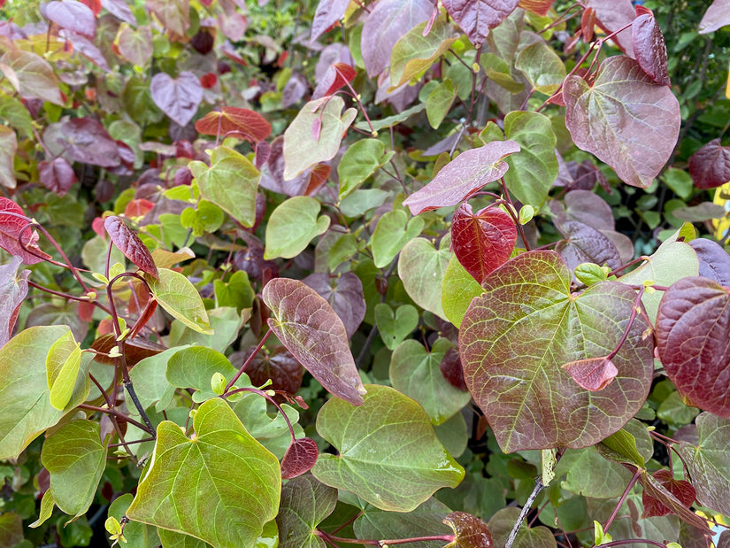 Blad Amerikaanse judasboom - Cercis canadensis 'Merlot'