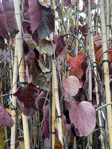 Treur Judasboom - Cercis canadensis 'Ruby Falls' (November)