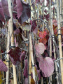 Treur Judasboom - Cercis canadensis 'Ruby Falls' (November)